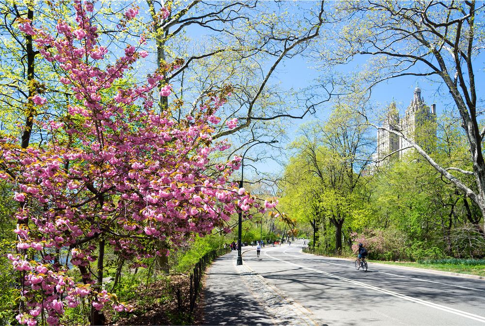 Cyclists in Central Park, NYC